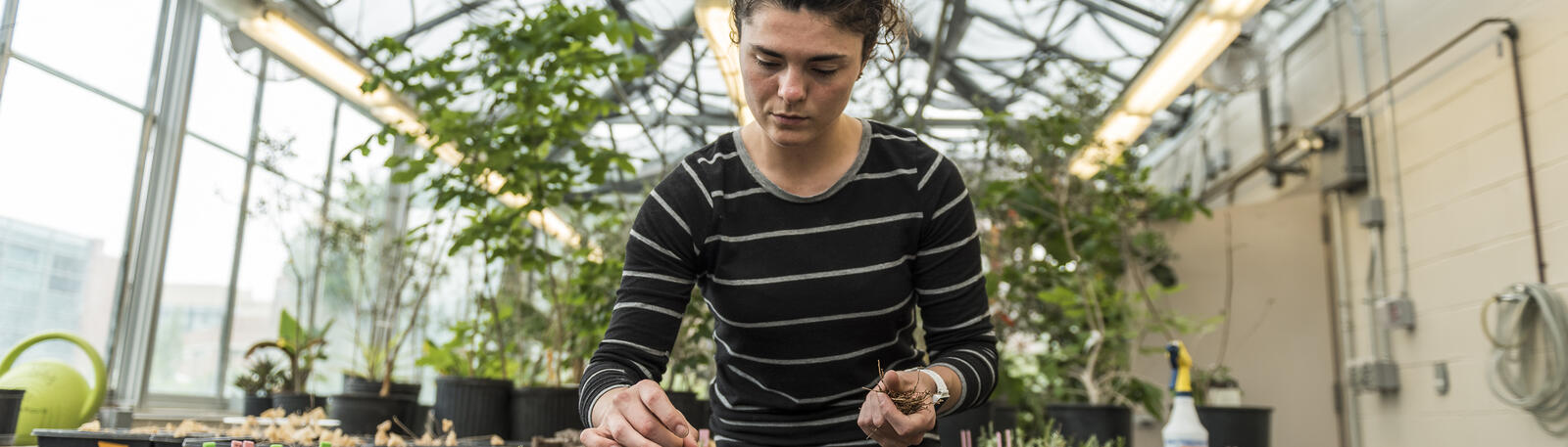 photo of a student working in a greenhouse
